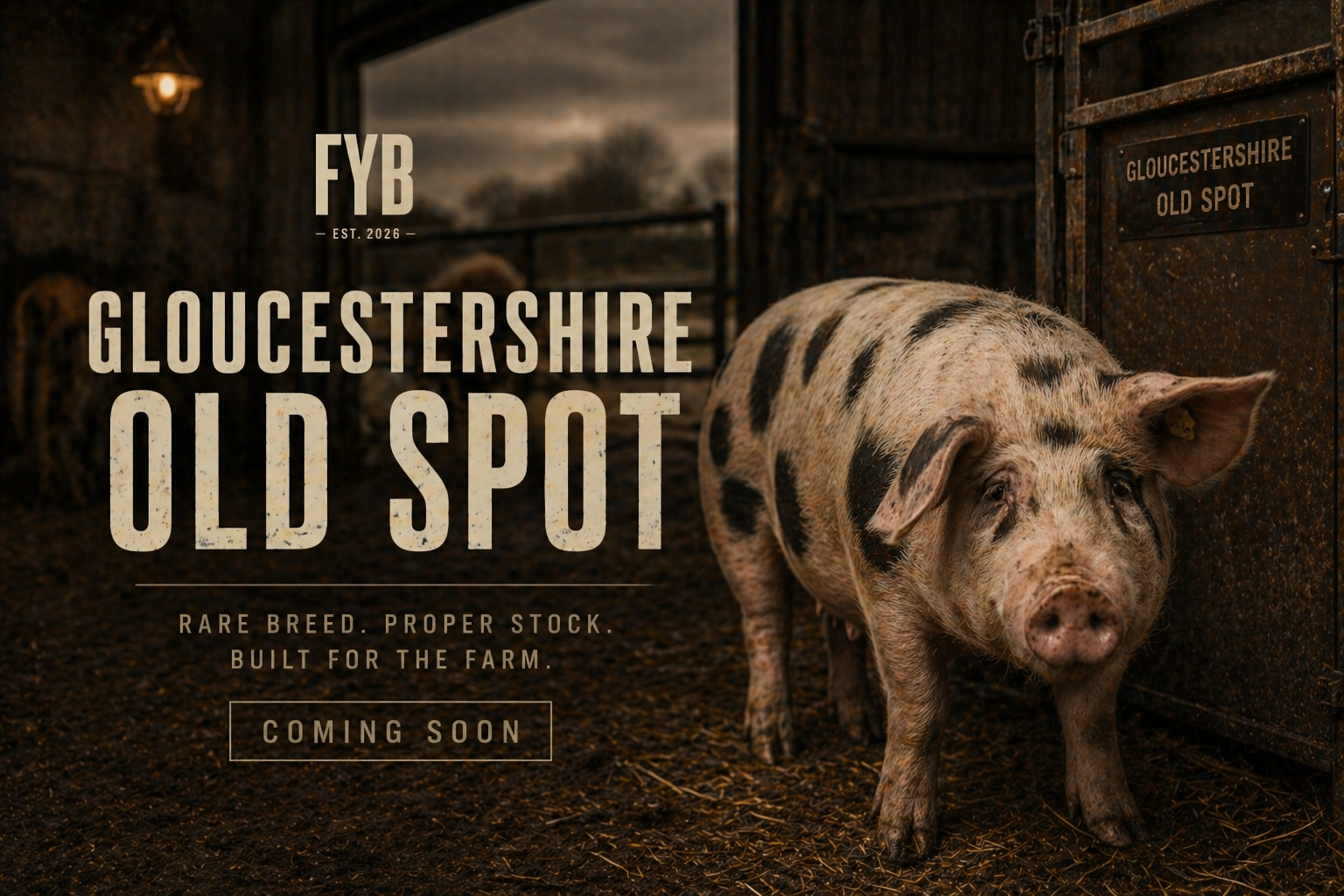 Gloucestershire Old Spot
